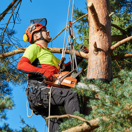 arborist arborister klättrar i träd