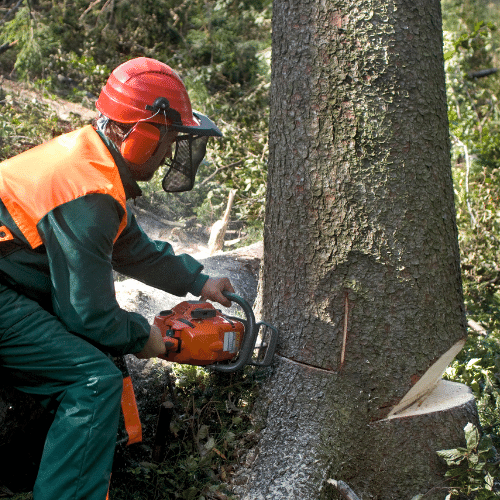 trädfällare i Deje genomför trädfällningen med motorsåg
