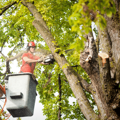 företag som beskär träd med motorsåg under trädbeskärning